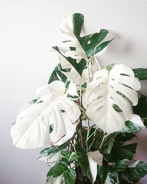 Plant Goals, Plants Are Friends, Best Indoor Plants, Variegated Plants, Monstera Plant, Monstera Deliciosa, House Plants Indoor, Deco Floral, White Leaf