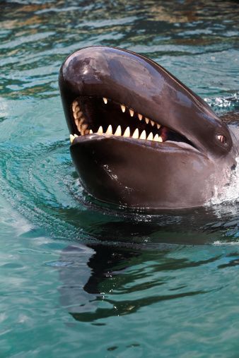 False Killer Whale, Killer Whale, Killer Whales, Ocean Creatures, African Animals, Cultura Pop, Deep Sea, Whales, Dolphins