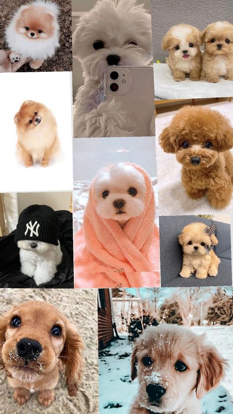 Cute dogs wallpaper ✨ Cute Puppy Wallpaper Iphone, Dogs And Puppies Wallpaper, Dogs Wallpaper Aesthetic, Cute Dogs Wallpaper, Puppy Wallpaper Iphone, Puppies Wallpaper, Cute Puppy Wallpaper, Cute Dog Wallpaper, Puppy Wallpaper