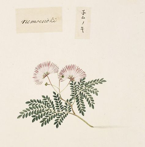 Mimosa Plant, Persian Silk Tree, Mimosa Tree, Albizia Julibrissin, Mimosa Flower, Plant Tattoo, Illustration Botanique, Tree Illustration, Tree Drawing