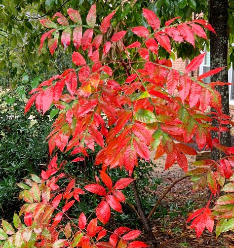 Shining Sumac Sumac Plant, Sumac Tree, Southern Living Plant Collection, Front Yard Plants, Southern Living Plants, Fall Gardening, Seaside Garden, Fall Planters, Front Yards