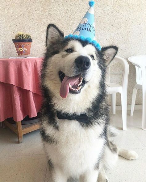 Husky Party Ideas, Husky Birthday, Dogs In Hats, Celebrating Birthday, Melting Moments, Cute Husky, Dog Birthday Party, Happy Tails, Lovely Animals