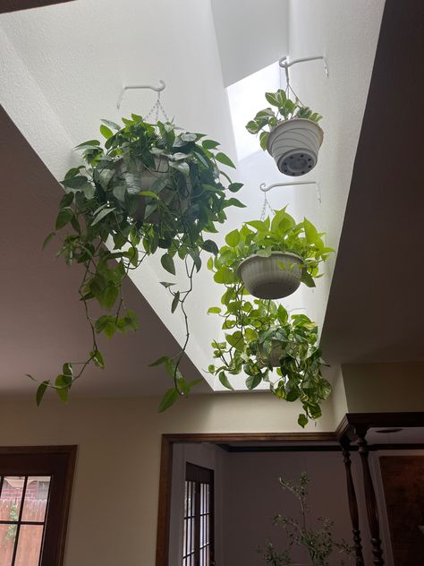 Plants In Skylight, Diy Paper Lanterns, Sunroom Remodel, Indoor Tropical Plants, Carlsbad Flower Fields, Indoor Plants Styling, Wall Decor Hanging, Paper Art Projects, Plant Wall Decor