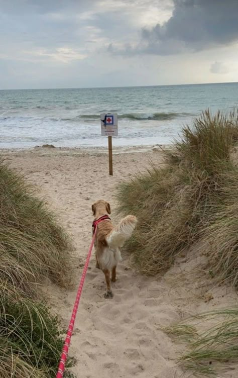 V Dog, Beach Dog, Dog Parks, Dog Walk, Summer Romance, Summer Dog, Dog Beach, Dog Park, Summer Pictures