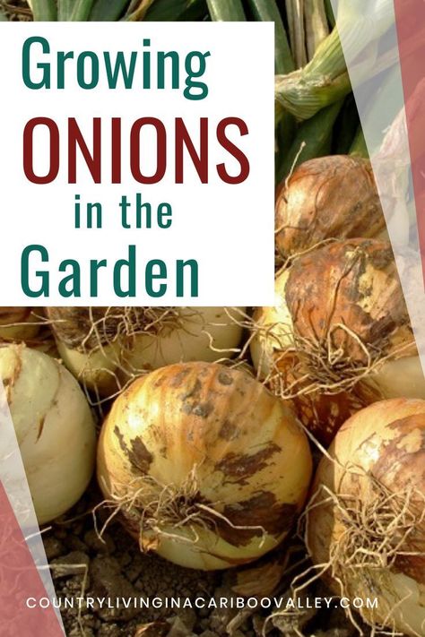 Organic Raised Garden Beds, Harvest Onions, Onion Garden, Grow Onions, Growing Onions, Planting Onions, Growing Veggies, Organic Vegetable Garden, Garden Harvest