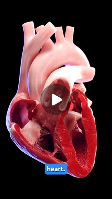 Heart Pumping Animation, Heart Anatomy Studying, Heart Valves Anatomy, Human Heart Anatomy, Cardiac Cycle, Heart Valves, The Human Heart, Heart Anatomy, Heart Pump