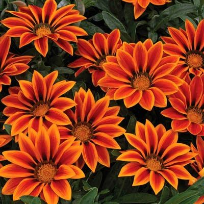 Gazania Kiss Orange Flame F1 – Harris Seeds Flowering Ground Cover, Gazania Rigens, African Daisy, Sunny Garden, Plant Benefits, Orange Plant, Plant Help, Organic Mulch, Ground Cover Plants