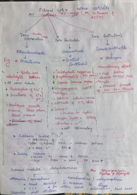 Notes of Hormones of Adrenal Gland, Pancreas and Mechanism of Hormone Action of Chemical Control and Coordination Chapter of Human Physiology Unit. Adrenal Gland Hormones, Neet Notes, Adrenal Gland, Adrenal Cortex, Human Physiology, Blood Pressure Control, Study Schedule, Adrenal Glands, Endocrine System