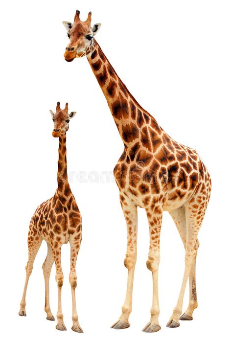 Giraffe Family, Background White, Giraffes, African Art, White Background, Stock Images, Stock Photos, Animals, White