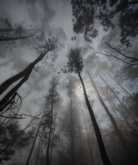 Misty Forest Aesthetic, Windy Landscape, Fog Aesthetic, Favorite Weather, Moody Forest, Poison Tree, Inspirational Phone Wallpaper, Forest Cottage, Forest Aesthetic