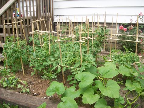 I have bamboo tomato cages in place for 30 tomato plants in the garden bed along the south side of my little farm house. Diy Bamboo, Garden Plant Supports, Tomato Trellis, Creative Planter, Garden Vines, Bamboo Garden, Tomato Cages, Greenhouse Plans, Bamboo Crafts