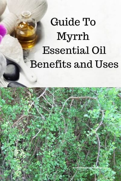 Guide To Myrrh Essential Oil and Its Benefits and Uses In Aromatherapy | Learn more at https://www.aromatherapyandmassage.com/myrrh-essential-oil.html Myrrh Essential Oil Uses, Myrrh Essential Oil Benefits, Elemi Essential Oil, Petitgrain Essential Oil, Juniper Essential Oil, Myrrh Essential Oil, Myrrh Oil, Neroli Essential Oil, Patchouli Essential Oil