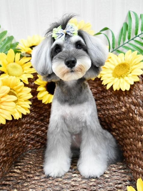 Mini Schnauzer Grooming Haircuts Girl, Schnauzer Haircuts, Schnauzer Breed, Schnauzer Grooming, Mini Schnauzer Puppies, Dog Grooming Styles, Dog Grooming Shop, Schnauzer Puppies, Miniature Schnauzer Puppies