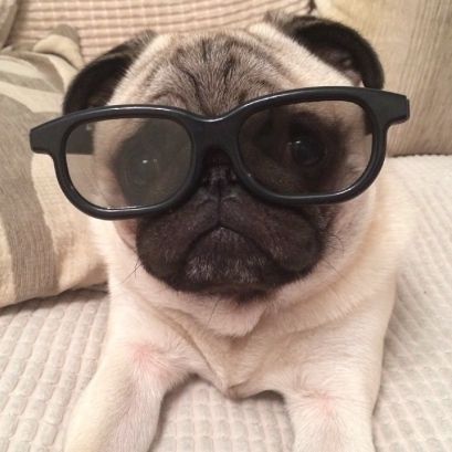 Sweet Pug Funny Pug Pictures, Black Pug Puppies, Golden Retriever Funny, Pugs And Kisses, Baby Pugs, Pug Pictures, Funny Glasses, Pug Shirt, Black Pug