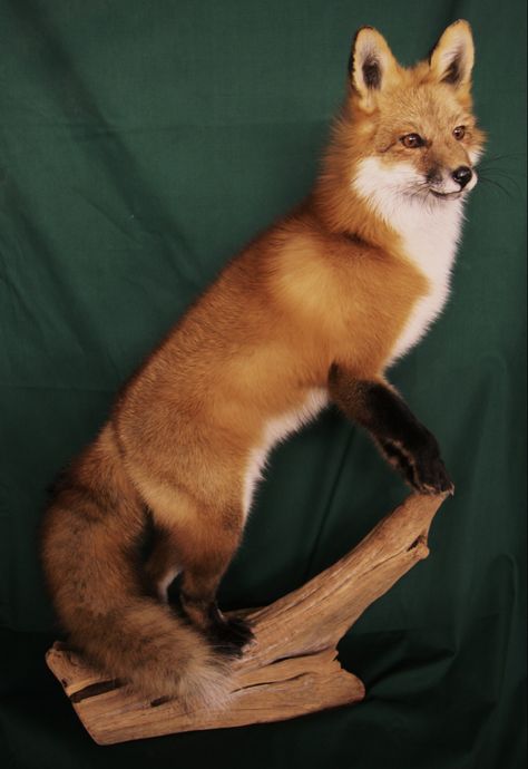 Fox Taxidermy Mount, Fox Mounts Taxidermy, Bobcat Mounts, Fox Taxidermy, Taxidermy Fox, Culture Vulture, Fox Skull, Animal Taxidermy, Antler Art