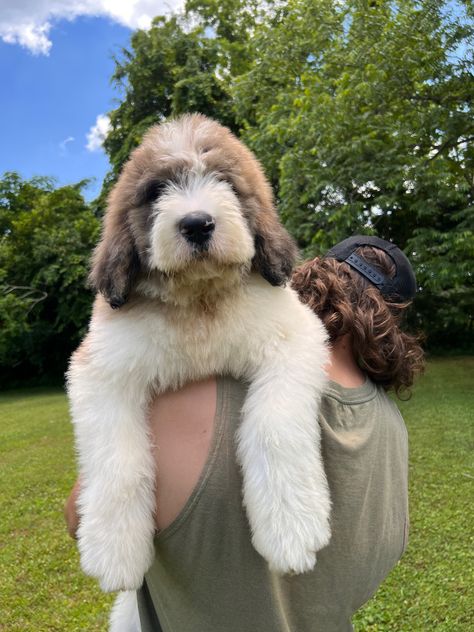 Saint Bernard Doodle, Saintberdoodle Puppies, St Berdoodle Haircuts, Saint Bernedoodle, Bernard Doodle, Bernie Doodle, Saint Bernard Poodle, Doodle Haircuts, Saint Berdoodle