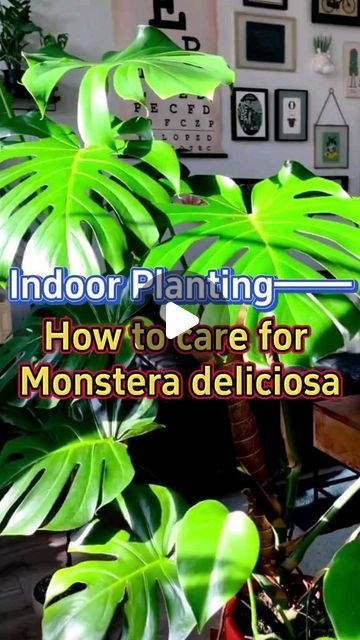 Gardening | Housewife | Farm on Instagram: "How to take care of monstera deliciosa #garden #homegarden #houseplants #indoorgarden #indoorplants #plants #greenplants #monsteradeliciosa #monstera" Monstera Deliciosa Indoor, Monstera Deliciosa Care, Monstera Plant Care, Indoor Planting, Planting Tips, Garden Indoor, Indoor Plant Care, Big Leaves, Monstera Plant