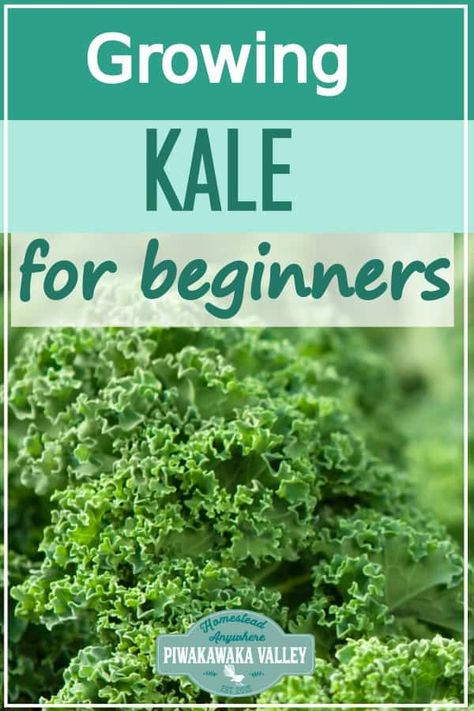 Kale Plant, Growing Kale, Plants For Beginners, Growing Peas, Aquaponics Diy, Vegetable Plants, Home Vegetable Garden, Hydroponic Gardening, Easy Plants