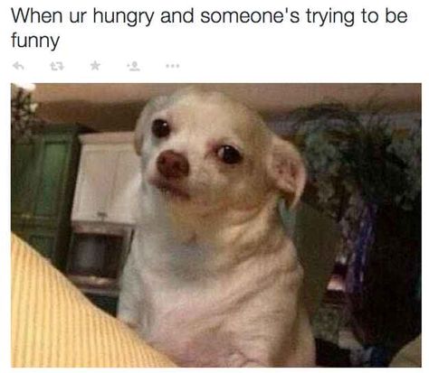 I have literally had to explain to someone that I would normally have laughed... but I need to eat. Memes Humor, School Humor, Dog Memes, Animal Memes, Bones Funny, Funny Posts, Best Dogs, A Dog, Chihuahua