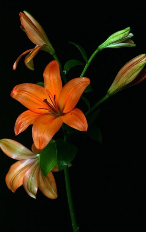 Orange Lily Flower, Flowers Black Background, Summer Moodboard, Nothing But Flowers, Flower Therapy, Pretty Plants, Orange Flower, 인물 사진, Exotic Flowers