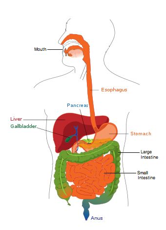 The Digestive System labeled. Find which organs are important for the proper function of our digestive system and where in our bodies they are located. Digestive System Diagram, Apple Cider Vinegar Bath, Vinegar Bath, Free Microsoft Word, Human Body Activities, Printable Label Templates, Human Digestive System, Biology Notes, Healthy Digestive System