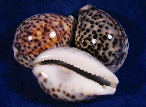 Cowrie Tiger Shells Fit Portfolio, Shell Photography, Tiger Cowrie Shell, Memorial Wreath, Deck Inspiration, Digital Money, Cowry Shell, Reflection Photography, Sea Snail