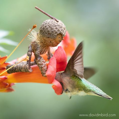 Becorns Fine Art Photography by David M Bird David M Bird, Becorns By David Bird, David Bird, Acorn People, Faerie Ring, Acorn Art, Acorn Crafts, Fantasy Stuff, Bird Figure