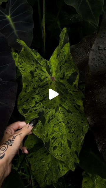 jordyn alexandria on Instagram: "rainy days 🖤  in order Colocasia esculenta ‘diamond head’  Colocasia esculenta ‘mojito’  Colocasia esculenta var. antiquorum ‘Illustris’ • • • #colocasia #colocasiaesculenta #gothgarden #gothgardening #blackplants #darkplants #gothplants #gardening #aroids #witchaesthetic #elephantears" Garden Getaway, Colocasia Esculenta, Goth Garden, W.i.t.c.h Aesthetic, Diamond Head, Elephant Ears, June 30, Mojito, Rainy Days