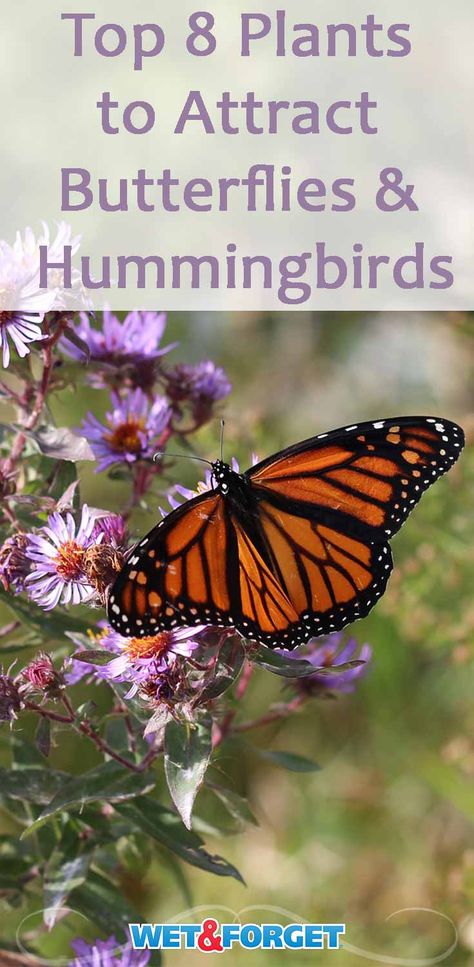 Attract butterflies and hummingbirds to your garden by adding these beautiful plants! Pollinator Habitat, Flowers For Butterflies, Plants To Attract Hummingbirds, Flowers That Attract Butterflies, Butterflies And Hummingbirds, Butterfly Garden Plants, Hummingbird Food, Plants That Attract Butterflies, Flowers To Plant