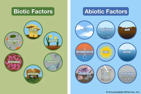 Factors Worksheet, Biotic And Abiotic Factors, Abiotic Factors, Biotic And Abiotic, Living And Nonliving Things, Olympic Games For Kids, Agricultural Engineering, Living And Nonliving, Social Skills For Kids