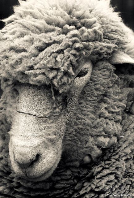 Sheep portrait Pet Portraits Photography, Sheep Paintings, Merino Sheep, Sheep And Lamb, A Sheep, Vegan Animals, Oita, House Art, Animal Planet