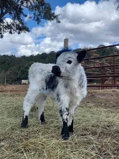 Pricing | RCM Miniature Cattle Company Cute Cowa, Kate Core, Cow Breeds, Miniature Cattle, Miniature Cows, Cow Photography, Cow Photos, Mini Cows