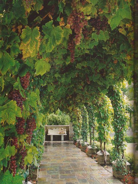 Grape Arbor, Garden Vines, Garden Guide, Vegetable Garden Design, Fruit Garden, Veggie Garden, Garden Cottage, Farm Gardens, Alam Yang Indah