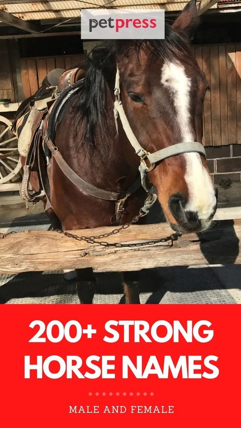 The strong horse names in this list will inspire your imagination and give you ideas for naming strong, tough, or powerful horses. Horse Show Names, Horses Names, Best Horse Names, Names Starting With A, Indian Names, Strongest Animal, Hobby Horses, Big Horses, Winged Horse