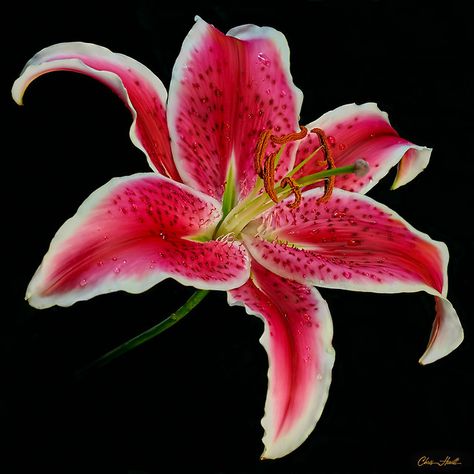 Lily On Black | Oriental Lily with its unusual fragrance rea… | Flickr Lily Pictures, Lily Painting, Asiatic Lilies, Stargazer Lily, Nothing But Flowers, Flower Therapy, Pink Lily, Exotic Flowers, Lily Flower