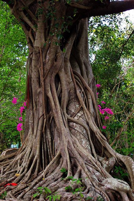 Zazada Beach Club on Surin Beach Thailand.  Like us www.facebook.com/zazadabeachclub follow us @Zazada Beach Club Become addicted Entwined Art, Gnarly Tree, Weird Trees, Magical Tree, Large Tree, Banyan Tree, Old Trees, Ancient Tree, Unique Trees