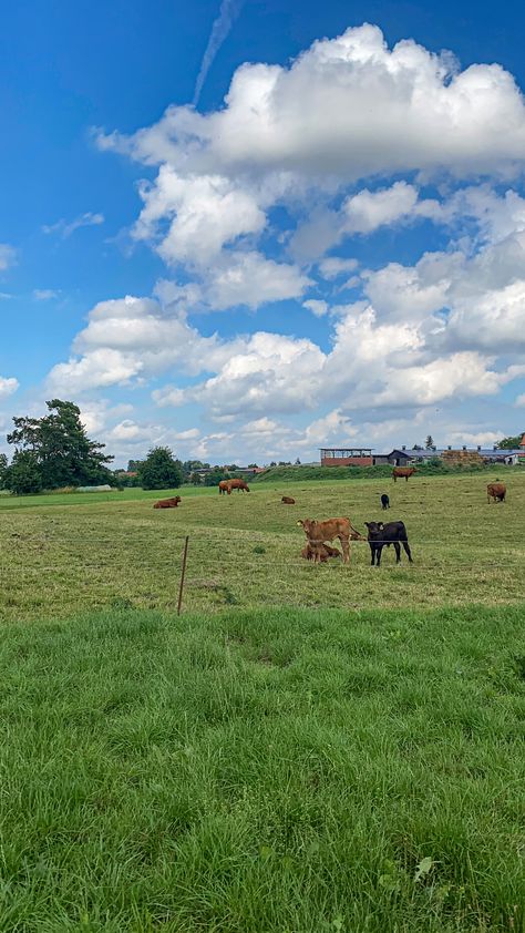 cows and country nature #cows #cow #countryside #countrysideaesthetic #aesthetic #animallovers #nature Cow Trough, Cows Aesthetic, Train Aesthetic, God's Glory, Farm Lifestyle, Gods Glory, Country Side, Rural Area, 2024 Vision