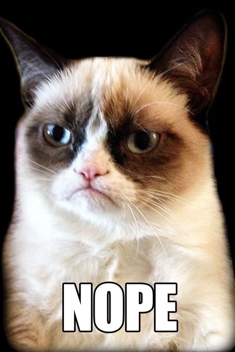 Grumpy Cat- Nope Nope Meme, Grump Cat, Grumpy Cat Meme, Witty Comebacks, Crochet Dreams, Work Funny, Angry Cat, Cat Meme, Animal Antics