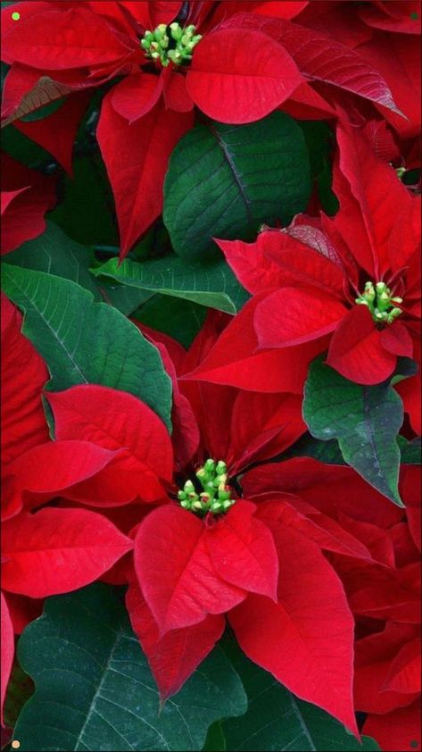 Poinsettia, the flower of Christmas - care tips home and garden decoration ideas | My desired home Poinsettia Plant, Christmas Background Images, Poinsettia Flowers, Red Poinsettia, Star Of Bethlehem, Holiday Wallpaper, Christmas Poinsettia, Christmas Flowers, Christmas Paintings