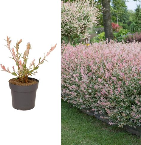 Salix Hakuro Nishiki Flamingo Tree in a 14cm Pot - Amazing Foliage Colour (1 Plant) Salix Flamingo Tree Border, Salix Flamingo Tree, Flamingo Tree, Hakuro Nishiki, Rhododendron Plant, California Lilac, Rhubarb Plants, Raspberry Plants, Biennial Plants