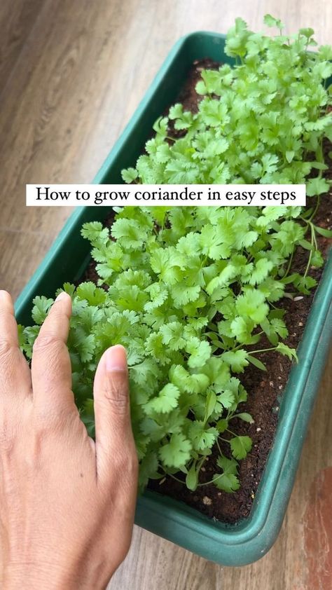 Corriander Plant, Growing Coriander, Coco Peat, Small Vegetable Gardens, Easy Plants To Grow, Organic Compost, Plant Hacks, Buy Seeds, Urban Homesteading