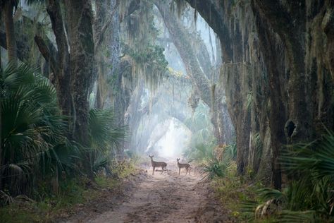 Ossabaw Island, Georgia - Jody Miller Ossabaw Island, Georgia Beaches, 360 Photography, Cumberland Island, Georgia Coast, Pinhole Camera, Fernandina Beach, Tybee Island, Photography Guide