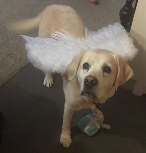 Dog with Angel Wings Dog With Angel Wings, Halloween 23, Dog Angel, Horror Show, Reference Poses, Art Reference Poses, Angel Wings, Massachusetts, Labrador Retriever