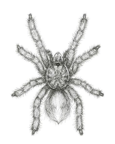 Curlyhair tarantula drawing Tarantula Tattoo Design, Tarantula Drawing, Oracle Art, Entomology Art, Spider Web Tattoo, Web Tattoo, Bug Tattoo, Spider Tattoo, Spider Art