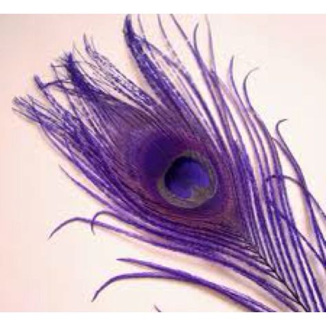 #SephoraColorWash Peacock Color Scheme, Purple Peacock Feather, Purple Tattoos, Sparkle Quotes, Peacock Feather Tattoo, Purple Peacock, Peacock Colors, Peacock Decor, Coloured Feathers