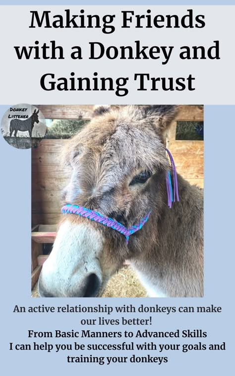 Donkey Enrichment Ideas, Donkey Farm Ideas, Donkey House Ideas, Donkey Stall Ideas, Donkey Enrichment, Donkey Care Tips, Miniature Donkey Shelter, Donkeys, Donkey Training