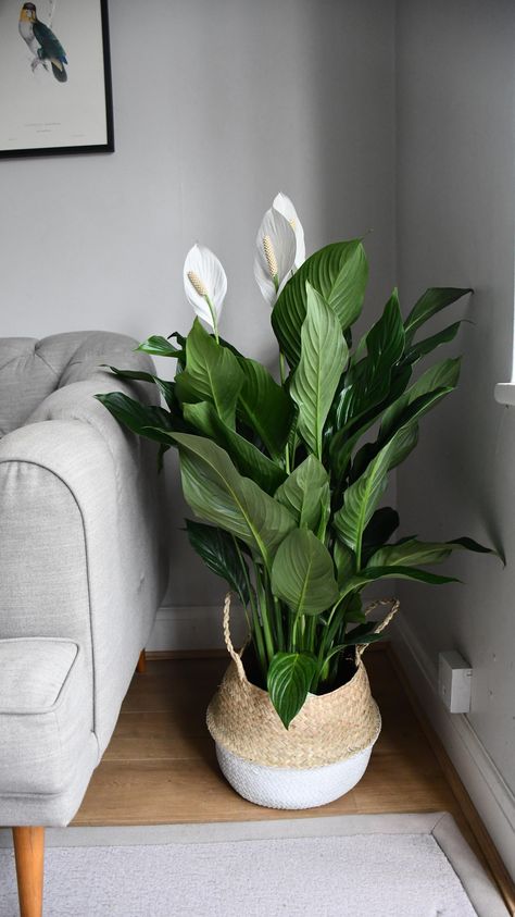 The Peace Lily is a wonderfully elegant large houseplant that brings calm to any space! Also known as the Closet plant it’s a popular choice for a home or office, being a luxuriant foliage plant as well as producing beautiful flowers in the right conditions - what most people think of as flowers are actually specialist leaves covering the real flower. It’s also great at cleaning the air - good looks and health benefits too, what more could you ask for? Spathiphyllum is perfect for a steamy bathr Peace Lillies, Indoor Plant Gifts, نباتات منزلية, Casa Vintage, Plant Decor Indoor, Peace Lily, House Plants Decor, Apartment Decor Inspiration, Decor Home Living Room