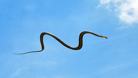 In Southeast Asia, Watch Out For Flying Snakes! Flying Snake, Crawling Animals, Green Anaconda, Mysterious Universe, Types Of Snake, Largest Snake, Wild Creatures, Quick Reads, The Paradise