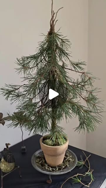 Hanne Utoft Floral design on Instagram: "Handtied pine tree 🌲   #DIY #naturmaterialer #nature #naturedecor #fyr #moss #pudemos #Christmas #handtied #creativity #sultenfyr #homemade #pine #handcraft #nordiskjul #nordicchristmas #tree #træ #floralelements #håndbundetjuletræ #juletræ" Pine Tree Diy, After Christmas Winter Decor, Tree Branch Crafts, Cozy Country Christmas, Winter Flower Arrangements, Twig Christmas Tree, Pretty Christmas Decorations, Twisted Tree, Christmas Winter Decor