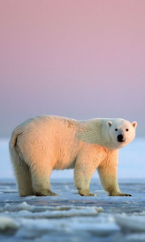 480x800 Wallpaper polar bear, snow, ice, sky Bear Iphone Wallpaper, Polar Bear Wallpaper, Regard Animal, Geometric Bear, Bear Pillow, Cute Polar Bear, Bear Pictures, Bear Face, White Bear